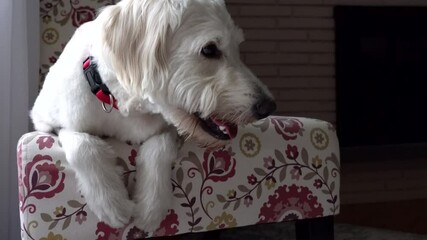 Cute white dog turns his head to front. Goldendoodle laying in a colorful cozy chair. Video footage.