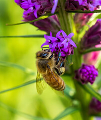 A honey be gathering nectar on a flower