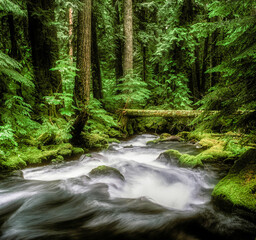 Pamilia Creek in the Willamette national Forest, near Idana, Oregon