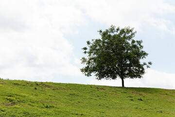 Fototapeta na wymiar tree on the field