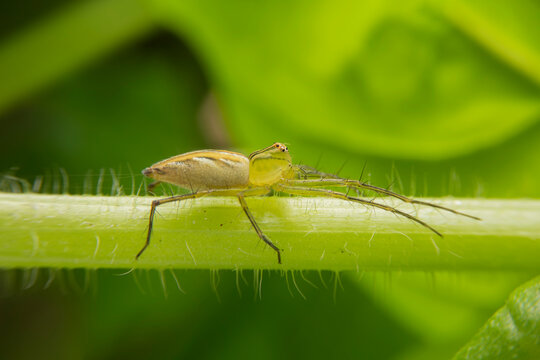 Macro of the Lynx spider on green leaf in the forest with blurred of green background. Close up of the Oxyopes javanus Throll Oxyopes linestipes (C.L. Koch)  in the garden at Thailand.