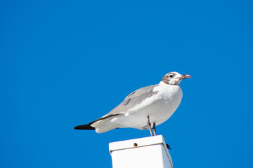 Obraz premium A Seagull Standing on a White Post With a Solid Blue Background