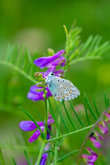 Macro shots, Beautiful nature scene. Closeup beautiful butterfly sitting on the flower in a summer garden.

