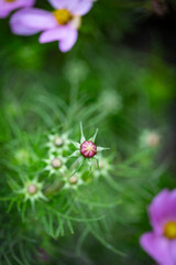 Flower bud surrounded by pointy green leaves and flowers out of focus