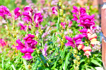 Obraz na płótnie Canvas Yellow red Snapdragon flowers in green in summer