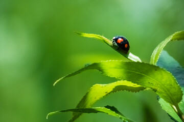 Close up of a twice-stabbed ladybug sitting on a leaf. Natural scene on green color, with copyspace on the left side.