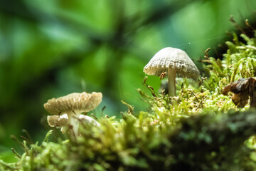 Mycena galericulata, rosy-gill fairy helmet inedible mushrooms