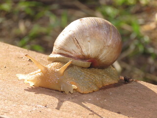 Gigant snail in South America