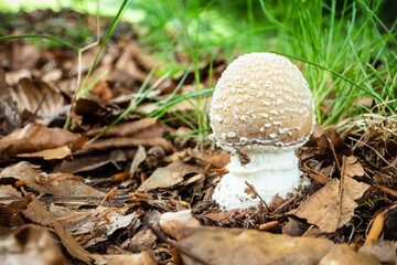 Close up of small amanita pantherina in nature. Panther cap false blusher poisonous mushroom.