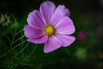 Fototapeta premium Violet flower petal in a garden