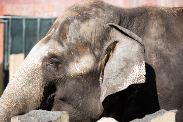 Asian female elephants beg for food at a zoo in Liaoning, China
