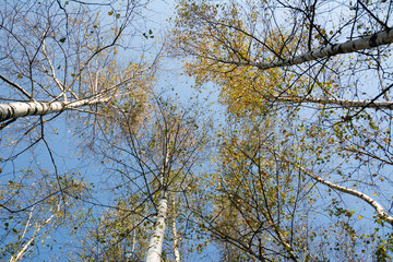 birch trees on blue sky background.