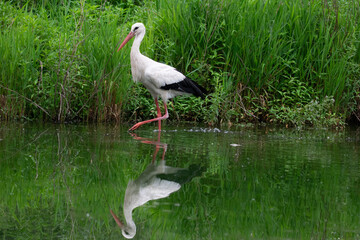 white stork in the pond