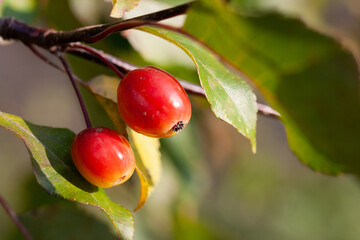 Small red apples on a background of yellow and green leaves