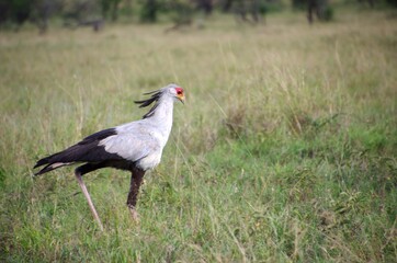 Secretary bird in the Serengeti park in Tanzania