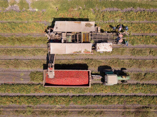 Agriculture machinery. Tomato harvester loading a trailer with fresh ripe Red Tomatoes.