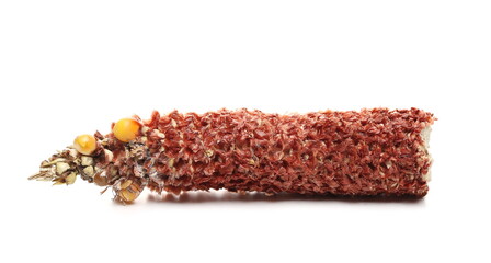 Empty corncob without kernels isolated on white background