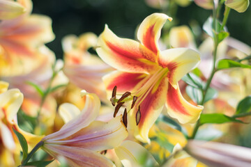 Fototapete bei efototapeten.de bestellen   