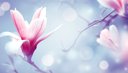 Obraz premium Magnolia flowers on fantasy mysterious airy blue background, fabulous spring fairy tale floral garden with elegant blooming pink magnoliaceae tree plant, amazing magnificent artistic nature landscape