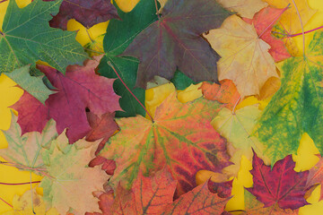 bright multicolored autumn maple leaves lie close-up. horizontal photo. Idea - use as background for design