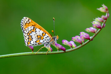 Macro shots, Beautiful nature scene. Closeup beautiful butterfly sitting on the flower in a summer garden.

