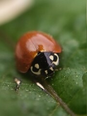 bug on a leaf