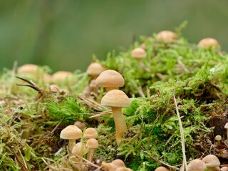 Hallimasche besiedeln einen bemoosten Baumstumpf am Waldrand