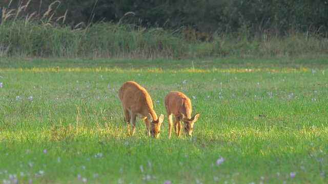 Rehmutter mit Kitz auf Wiese mit Herbstzeitlosen im Morgenlicht