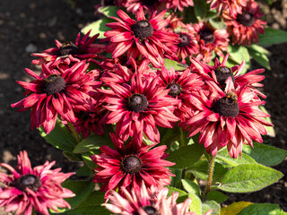 Dark red flowers of Rudbeckia hirta coneflowers, variety Cherry Brandy, in a garden