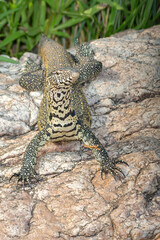 Water Monitor