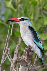Woodlands Kingfisher