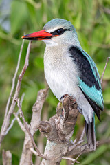 Woodlands Kingfisher