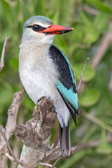Woodlands Kingfisher