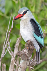 Woodlands Kingfisher