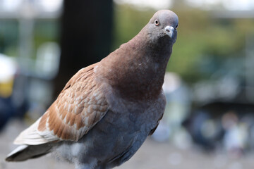 Curious looking brown-gray rock dove or common pigeon, columba livia in close-up view, stretching its neck