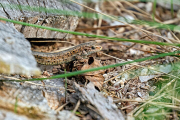 Waldeidechse ( Zootoca vivipara ).