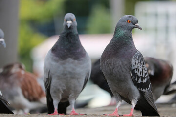 Group of adult rock pigeons columba livia standing on the ground in front of blurry urban scenery...