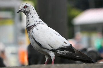 White rock pigeon, columba livia in side view waiting on the ground in front of a blurry urban background