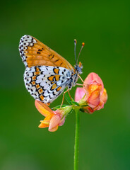Macro shots, Beautiful nature scene. Closeup beautiful butterfly sitting on the flower in a summer garden.

