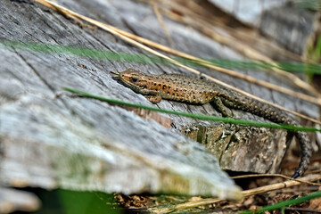 Waldeidechse ( Zootoca vivipara ).