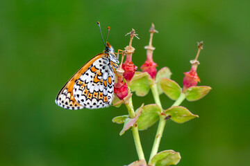 Macro shots, Beautiful nature scene. Closeup beautiful butterfly sitting on the flower in a summer garden.

