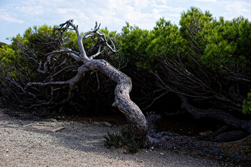 Arbre torturé par le vent