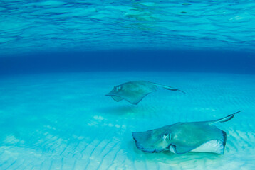 Southern stingrays playing together in Stingray City
