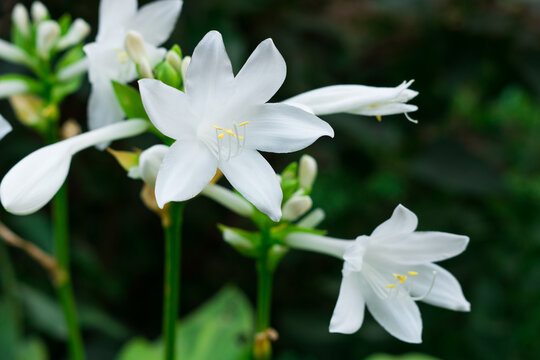 Hosta Flower - a herbaceous plant originated from Asia and Japan. Earlier it was called Funkia. White chots are flowers with a pleasant aroma in a green garden.