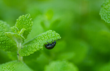 アップルミントの葉を食べるハッカハムシ