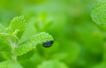 アップルミントの葉を食べるハッカハムシ © kikisora