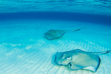 Southern stingrays playing together in Stingray City