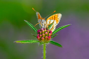Macro shots, Beautiful nature scene. Closeup beautiful butterfly sitting on the flower in a summer garden.

