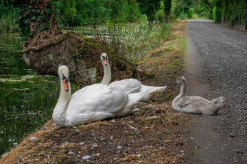 White Swan in Irish Canal