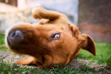 Dog watching